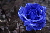 Blaue Rose im Regen 